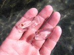 sulu sea jellyfish