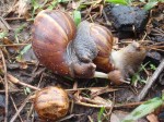 snails