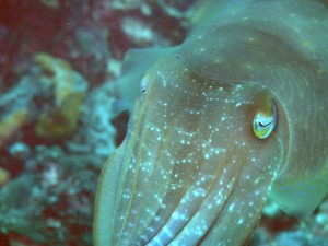 cuttlefish picture