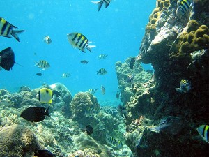 banggi reefs