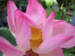 lotus flower