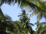 palm tree views