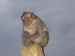 Macaque Monkey