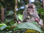 long tail macaque